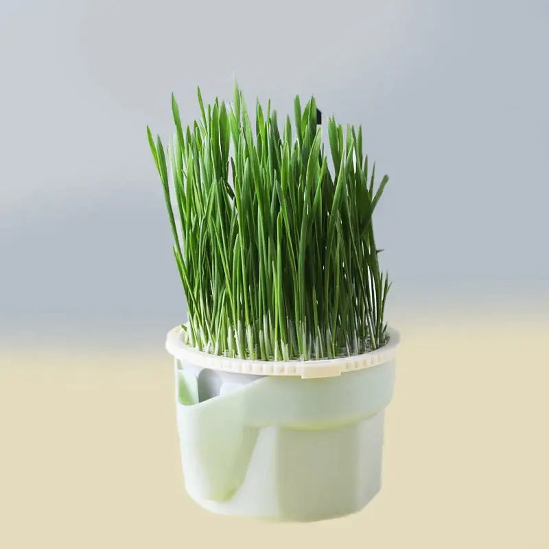 Petit pot avec de l’herbe à l’intérieur pour la Menthe des chats : Culture facile et plaisir naturel - menthe aux chats