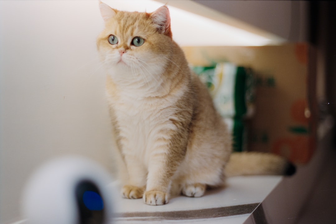 Kedi Tasması Seçerken Bilimsel Kriterler ve İpuçları