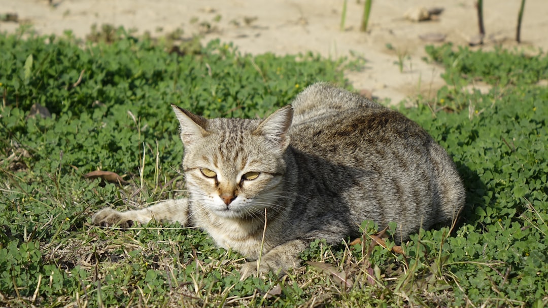 Kuinka usein kissa pissaa ja mitä se kertoo terveydestä