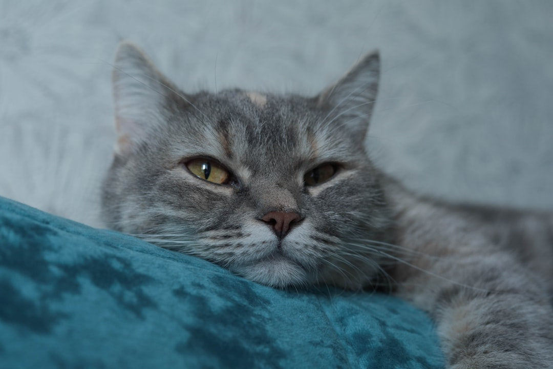 Hvordan tegne en katt steg for steg basert på anatomi