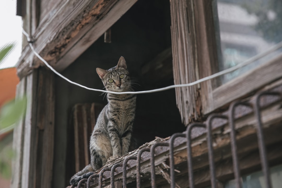 Wetenschappelijke kijk op hoe heet de kat van Jip en Janneke – petzeal