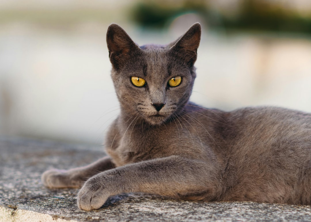 Kara Kedi Şarkısı: Çocuklar İçin Eğitici ve Neşeli Sözler