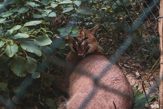 Hoe oud kan een kat worden volgens de wetenschap