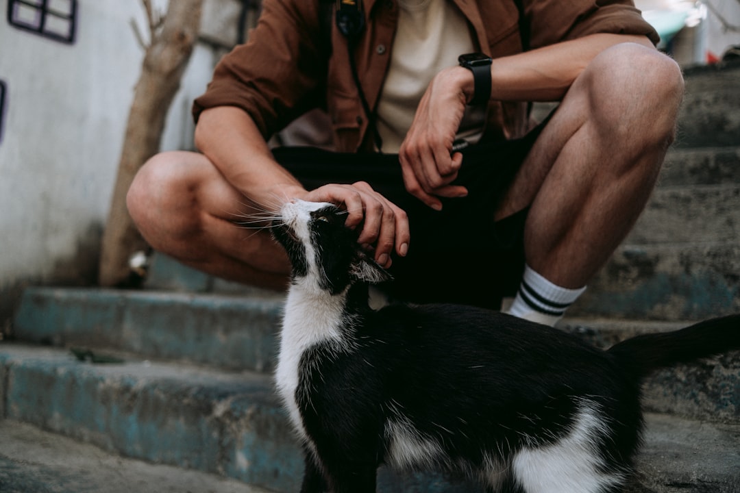 Ce înseamnă dacă visezi pisici Studiu asupra simbolisticii onirice