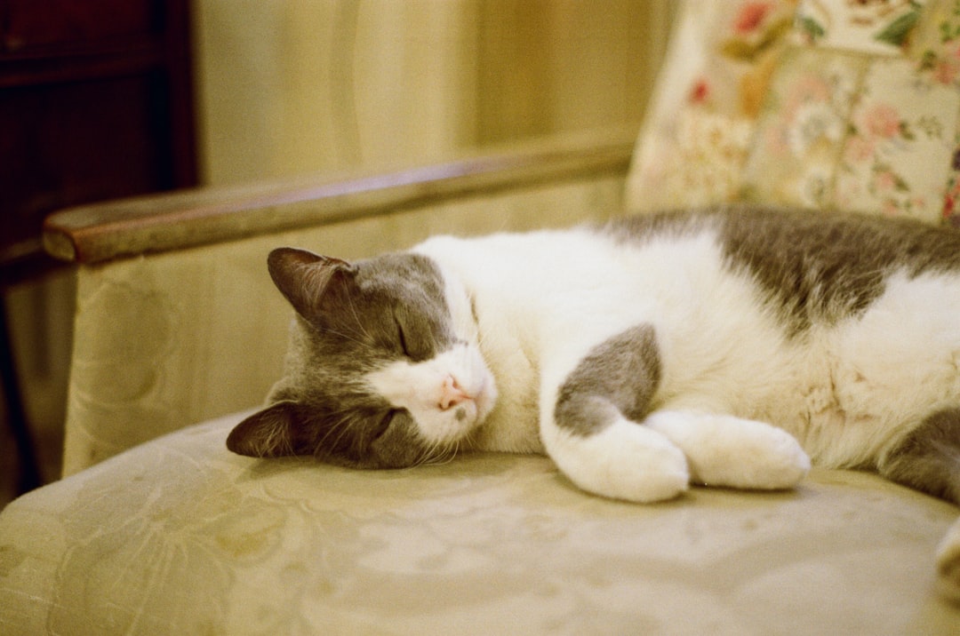 Hvor gammel kan en katt bli ifølge forskning og veterinærdata