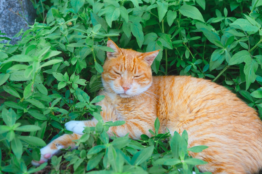 Vad kan katter äta för människomat enligt vetenskapen
