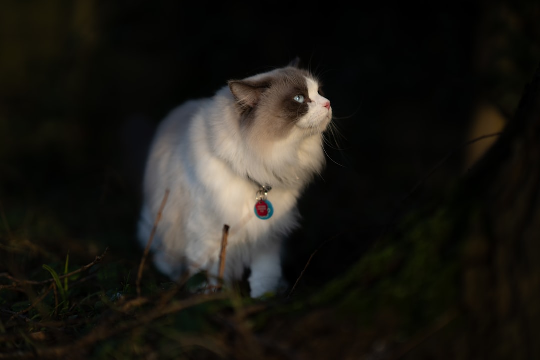 Kattens levetid: Hvor gammel kan en kat blive?