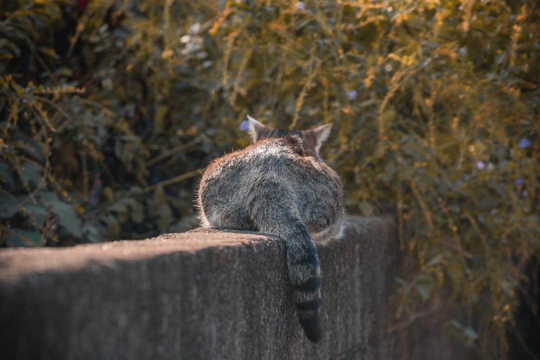 Quanto deve mangiare un gatto secondo la scienza felina