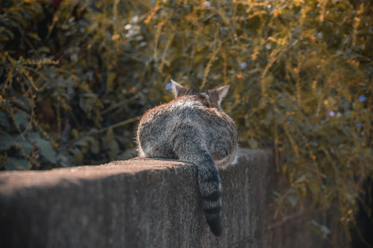 Hva betyr det når katten slikker deg ifølge forskning