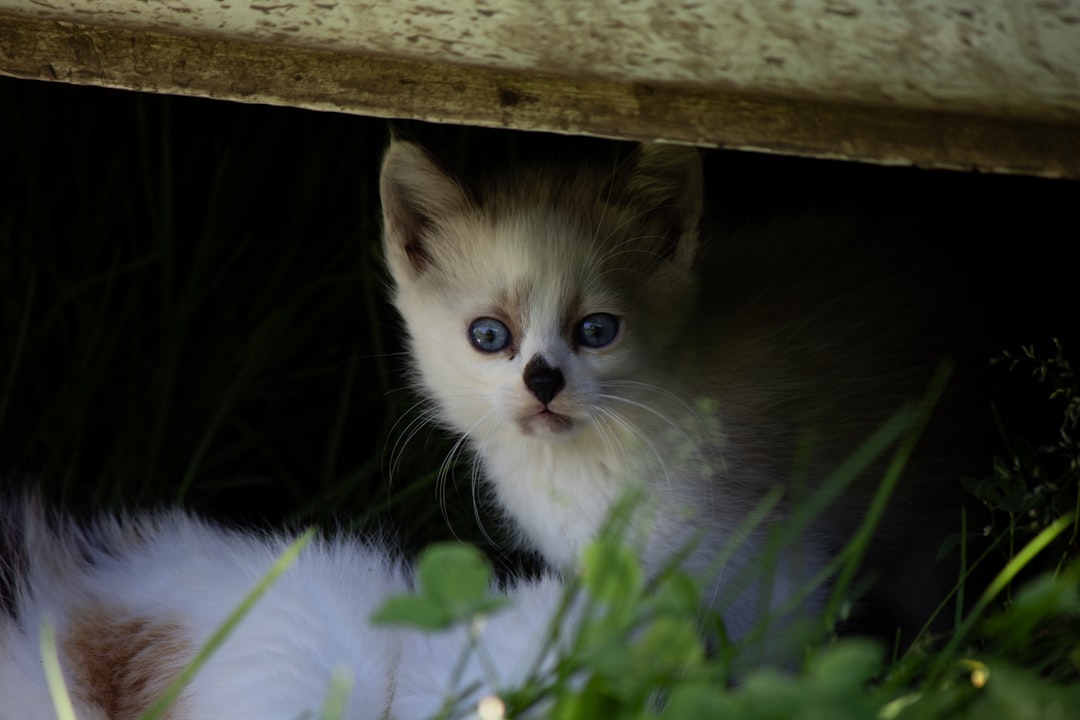 Hoe lang kan een kat zonder eten volgens de wetenschap