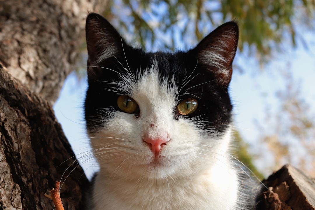 Warum schnurren Katzen Eine wissenschaftliche Erklärung