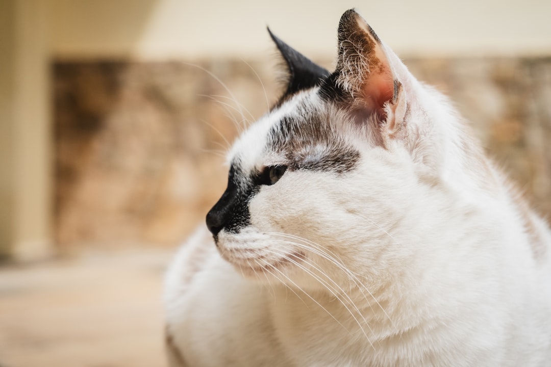 The Science Behind Beheneko the Elf Girl Cat S Ranked Manga