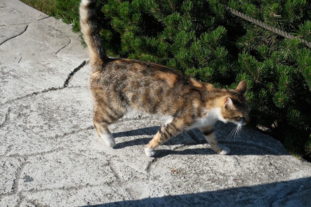 Wie viel kostet eine Katze Wissenschaftliche Kostenanalyse
