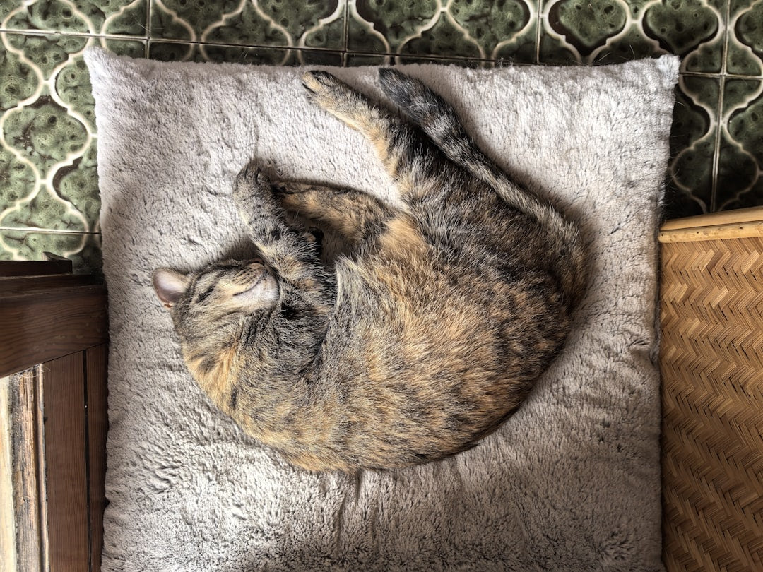 Causas científicas del gato que esta triste y azul