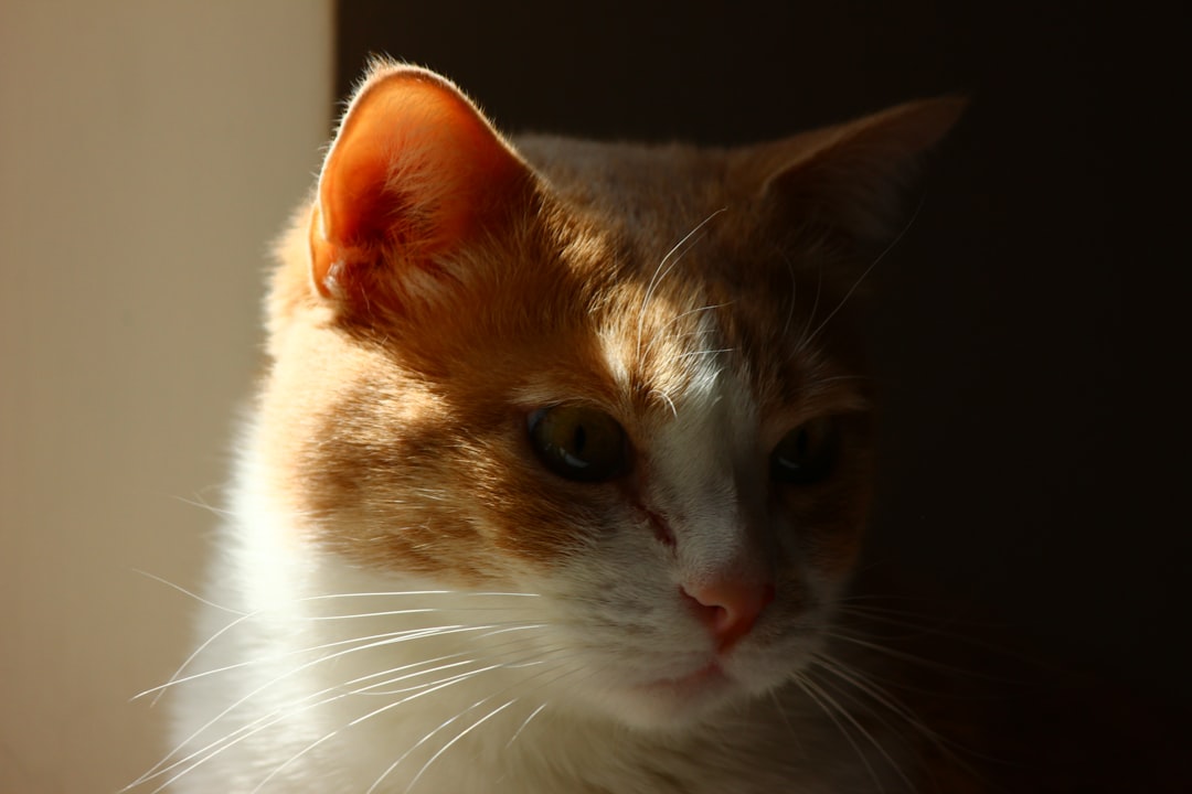 "Dauer der Rolligkeit bei Katzen: Ein wissenschaftlicher Blick"