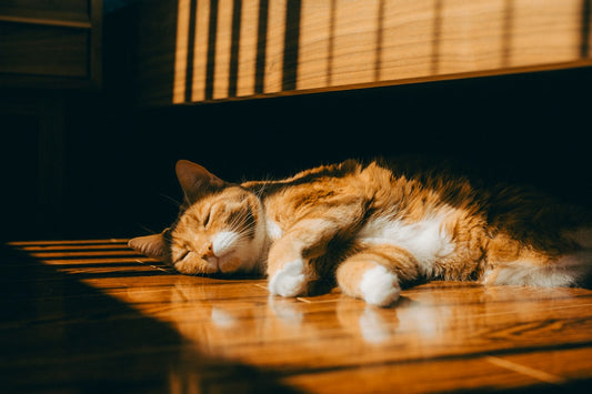 Hvor mange kattunger kan en katt få ifølge forskning