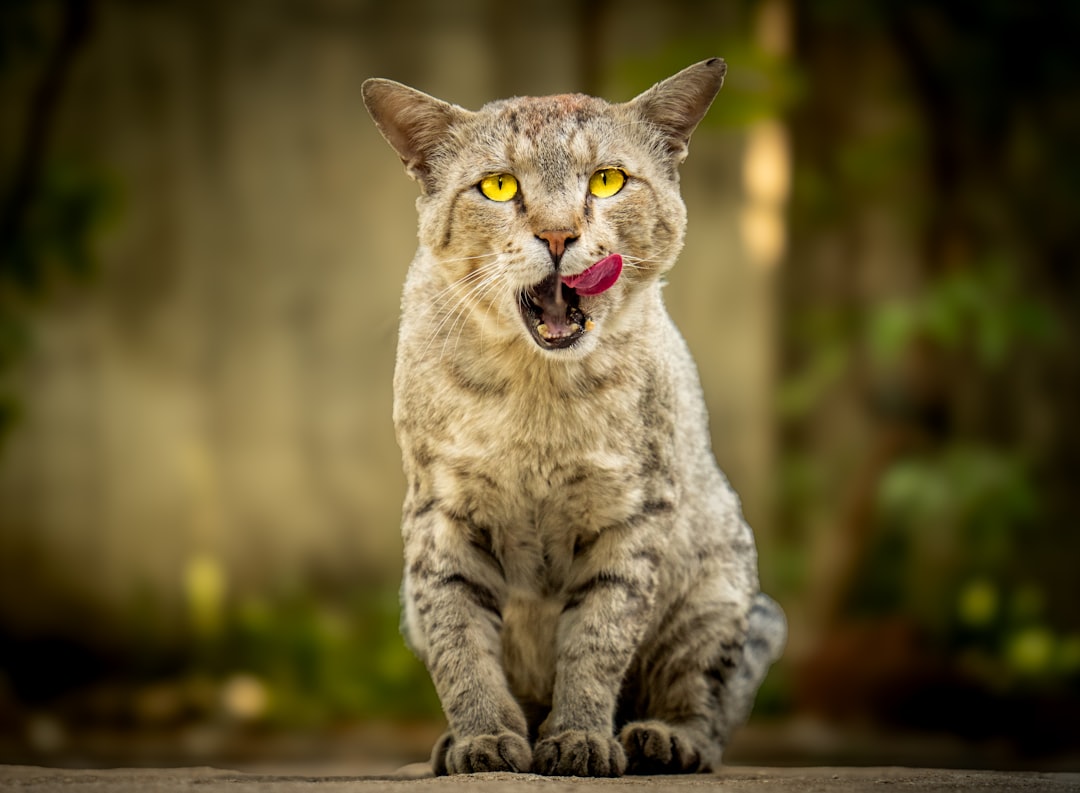 Wie lange ist eine Katze rollig Dauer und Anzeichen im Überblick