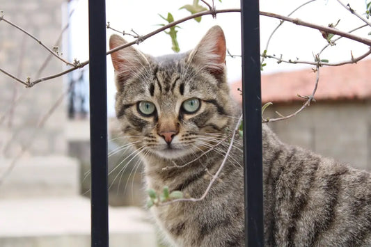 Tabby cat derrière des barres illustrant facteurene som påvirker katts levetid.