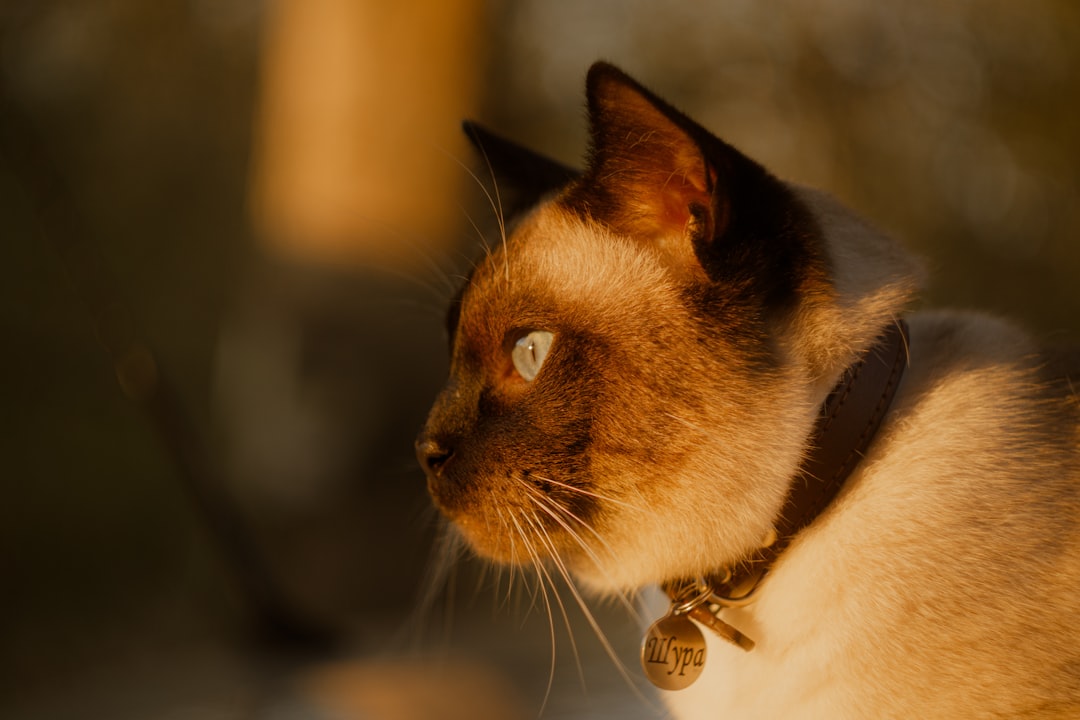 Hvor lenge går en katt gravid ifølge veterinærvitenskapen