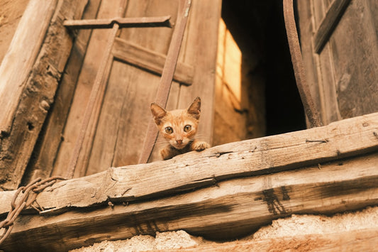 Wanneer een kat castreren volgens wetenschappelijk inzicht