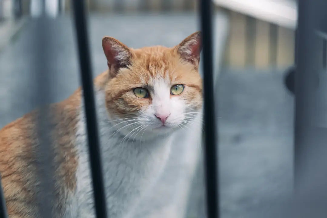 Chat orange et blanc derrière des barreaux, symbolisant l’impact de Carmen Kass sur les modèles.