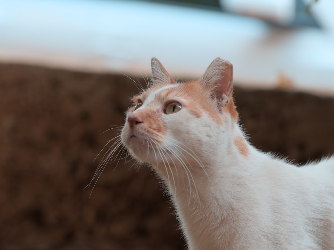 Wie lange schlafen Katzen und warum ihr Schlaf so wichtig ist