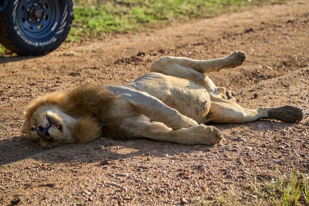 Rolligkeit bei Katzen wie lange dauert der Zyklus wirklich