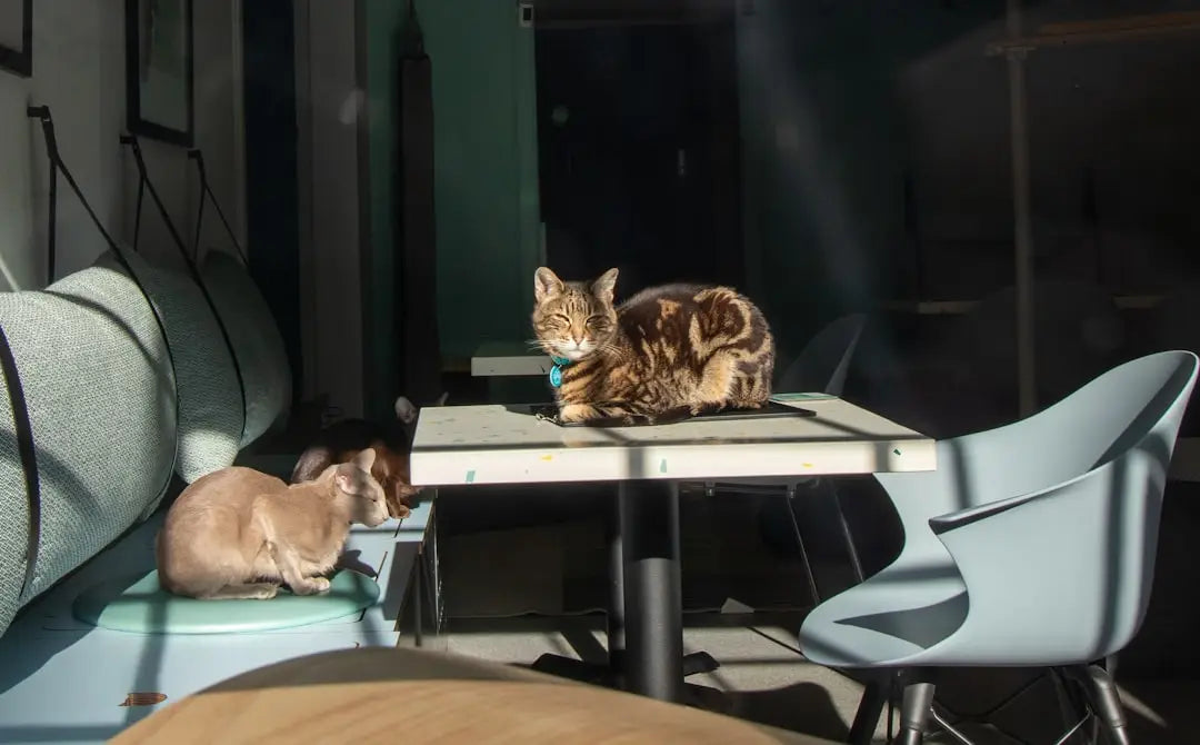 Deux chats dans un café, illustrant la levensverwachting van katten.