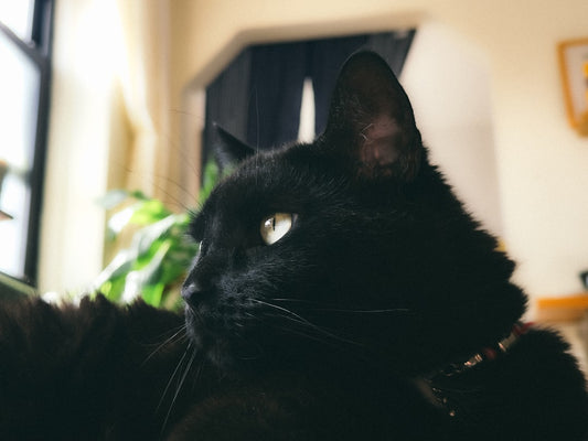 Wetenschappelijk bewezen tips tegen een kater verminderen