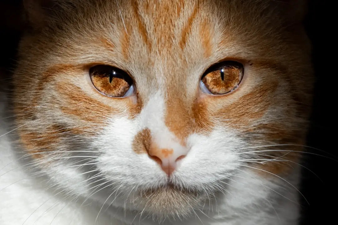 Visage d’un chat orange et blanc, représentant le thème chat mouillé dans les articles animaux.