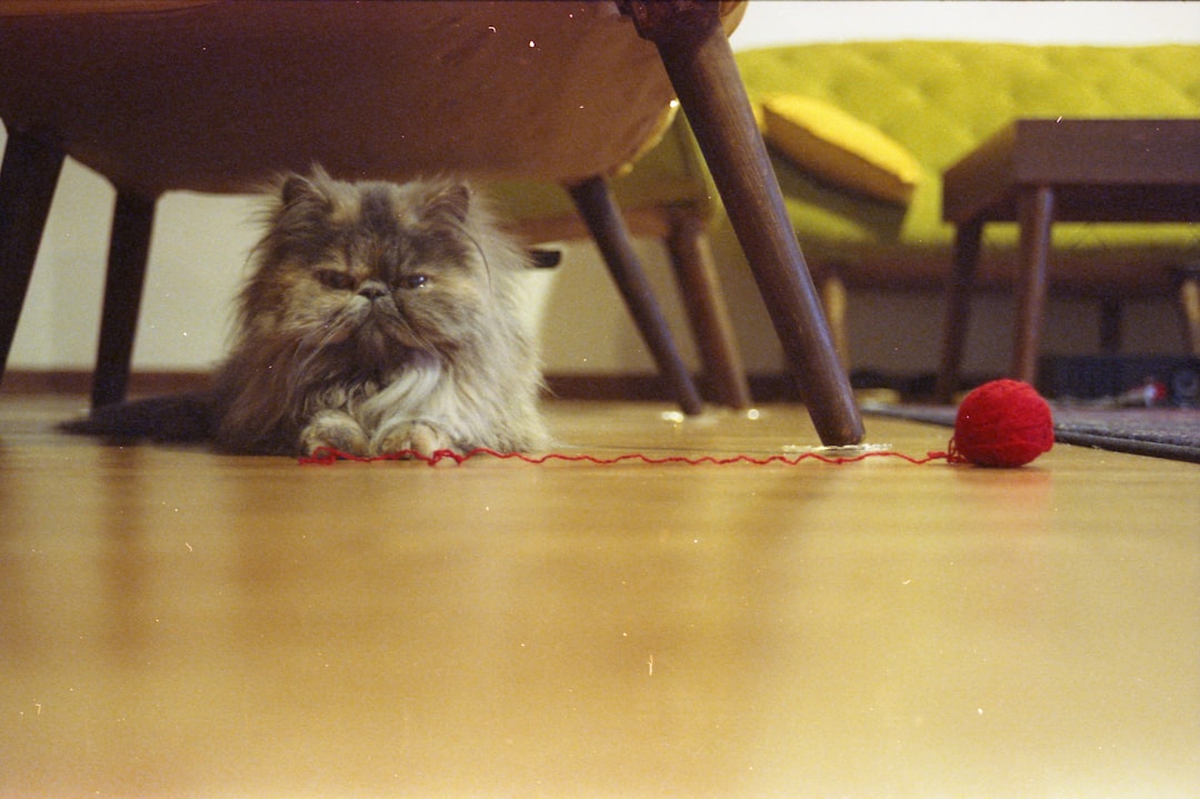 Επιστημονική ματιά στο φαινόμενο το στεκι του γατου