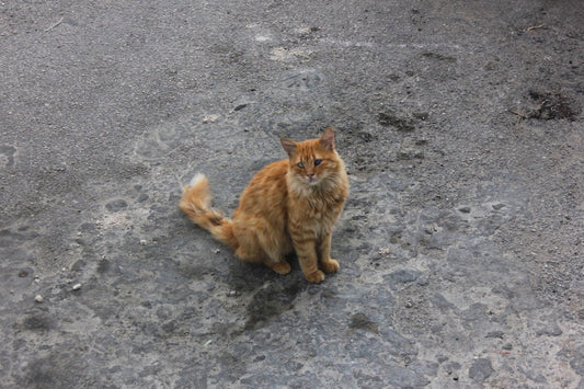 Waarom miauwt een kat De wetenschap achter kattentaal