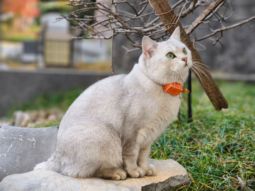 Why Is My Cat Peeing Everywhere The Science Behind It