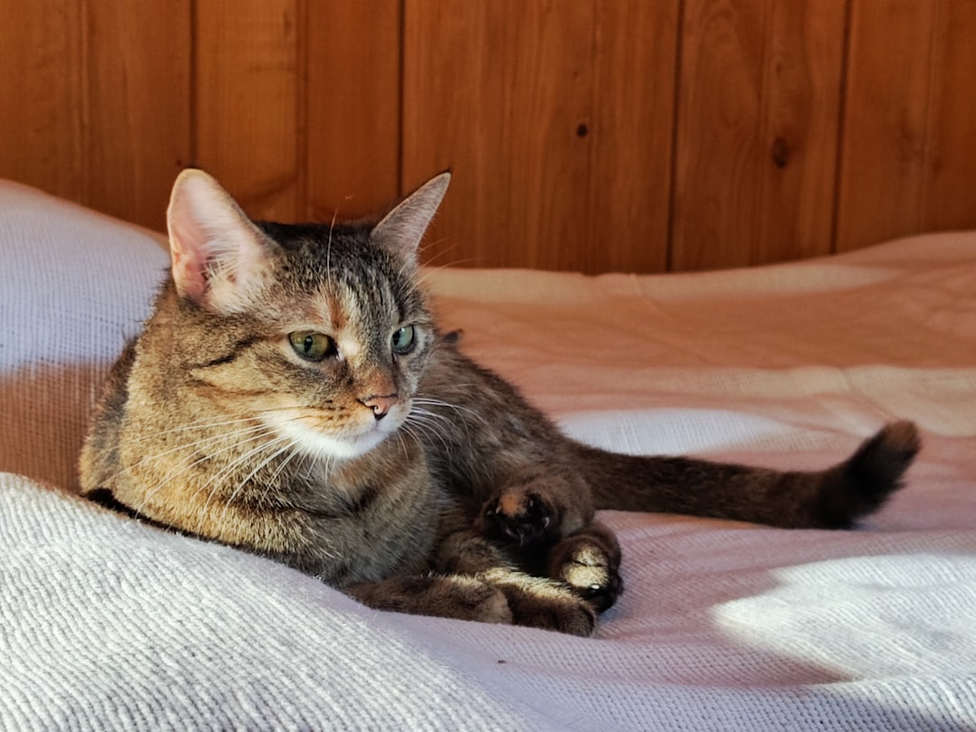 Hva betyr det når katten vifter med halen vitenskapelig forklart