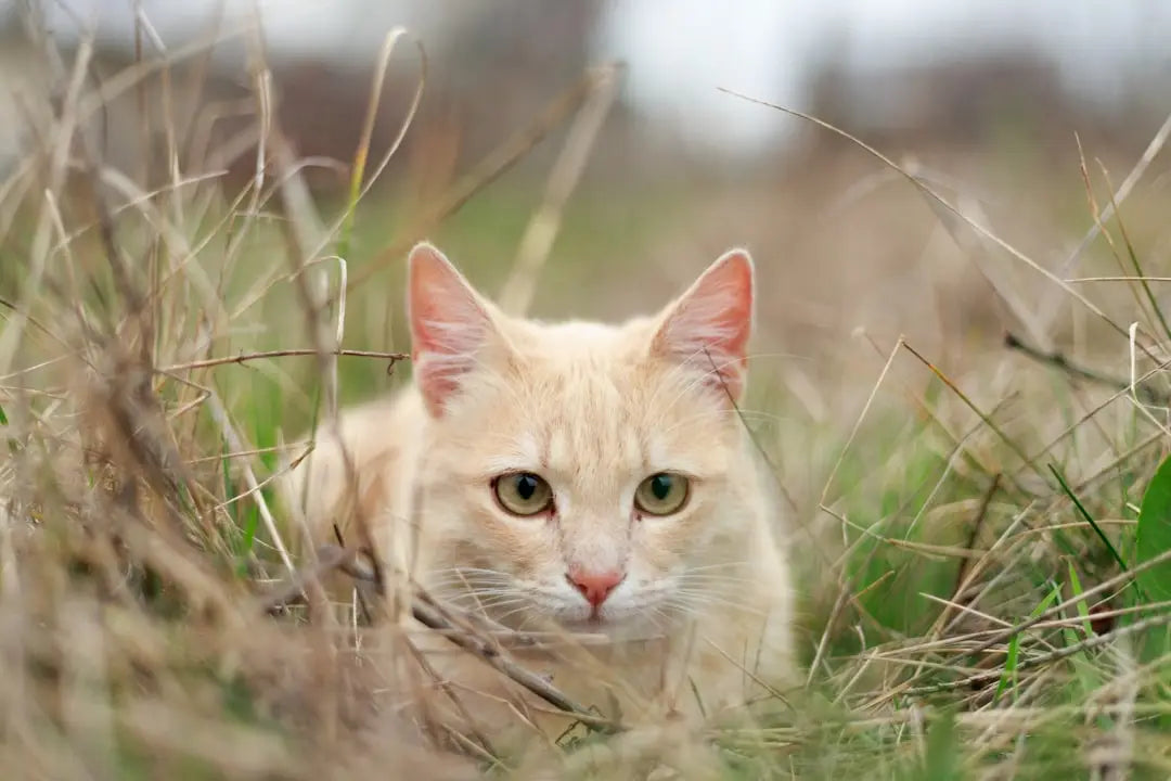 Chat roux concentré dans l’herbe, explorant le monde avec des yeux uniques.