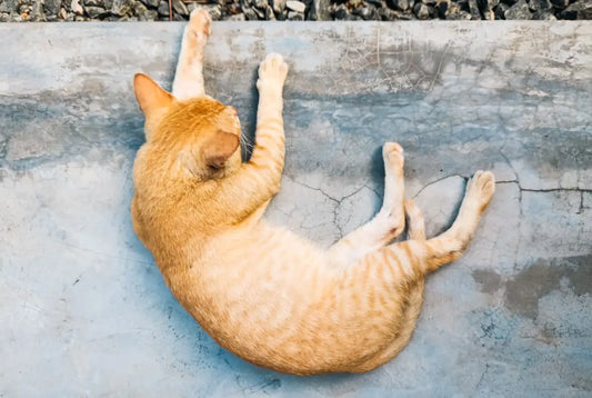 Chat orange tigré qui s’étire, essentiel pour les katter et leur santé avec des vitamines.