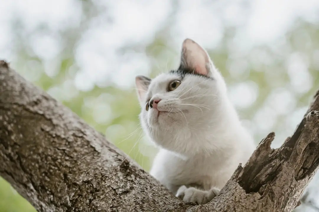 Chat blanc perché dans un arbre, illustrant des activités de jeu pour la santé mentale.
