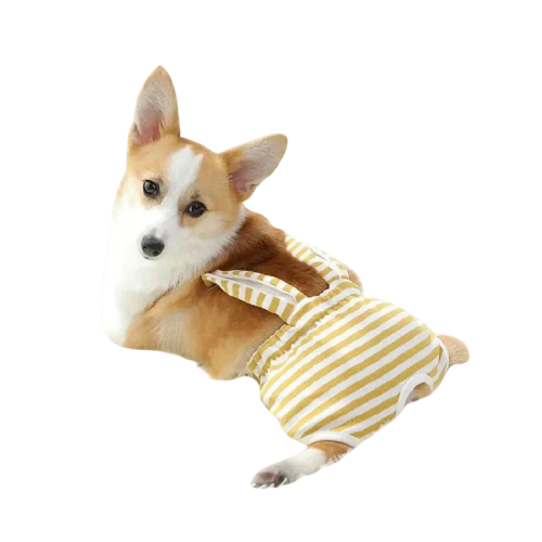 Petit chien en short physiologique lavable pour le style et le confort Transparent Background