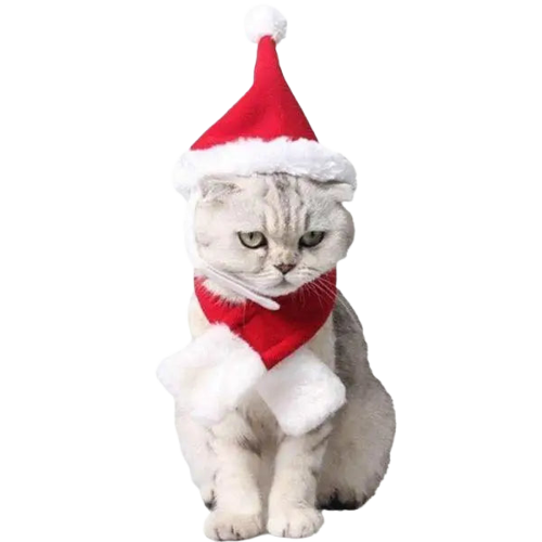 Bonnet pour Chat Mère Noël Transparent Background