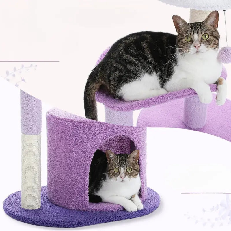 Cat on Elegant Oasis Feline purple arbre à chat