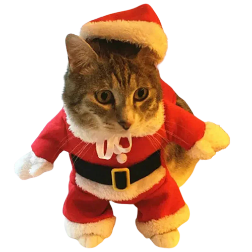 Chat mignon en costume de Père Noël - Costume de Noël pour chat festif Transparent Background