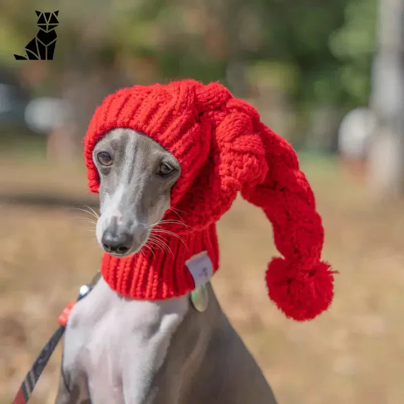 Chien portant un bonnet et une écharpe de protection thermique en laine rouge - Chapeau de laine pour chien bonnet pour animaux de compagnie