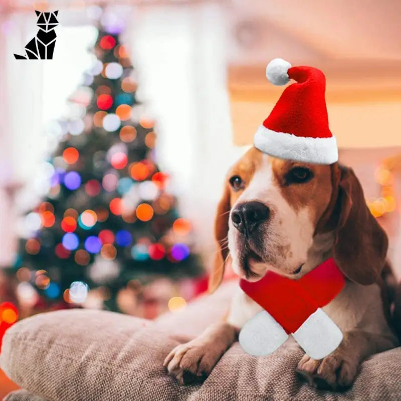 Bob pour Chien Père Noël