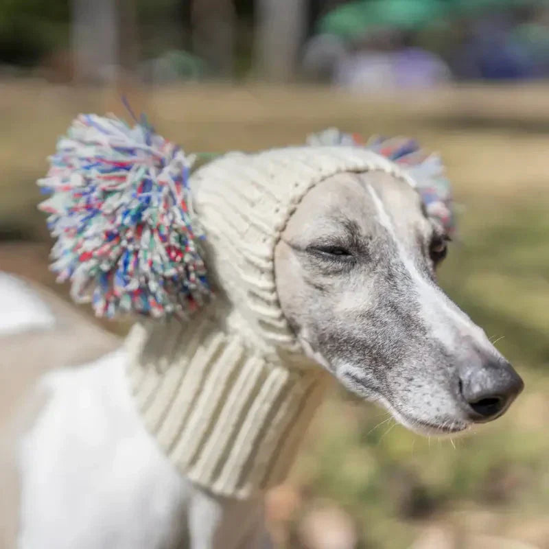 Adorable chien coiffé d’un bonnet à pompon douillet, parfait pour les promenades hivernales et les randonnées