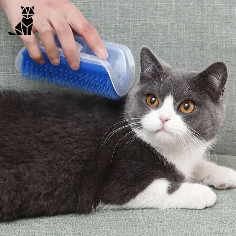 Person grooming petit cat with Easily Fixed Brush for Cats