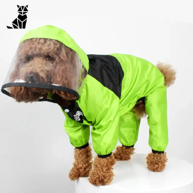 Chien en imperméable vert avec capuche transparente pour une protection optimale