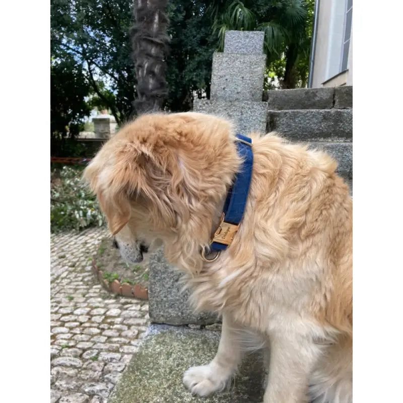 Collier Chien Personnalisé Velours Bleu Marine