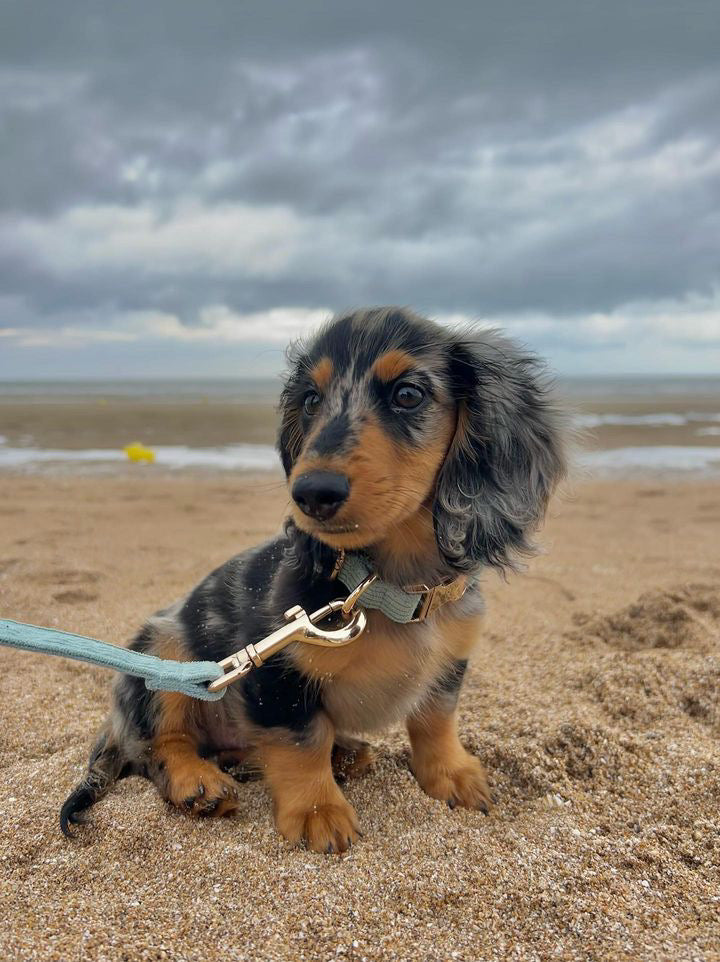 Collier Chien Personnalisé Velours Côtelé Bleu Ciel