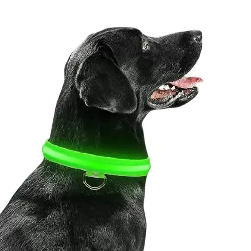 Collier lumineux vert pour chiens sur fond noir Transparent Background