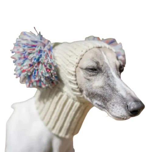 Adorable chien coiffé d’un bonnet à pompon douillet, parfait pour les promenades hivernales et les randonnées Transparent Background